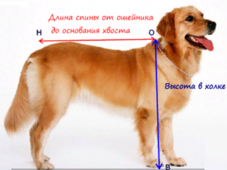 большая собака