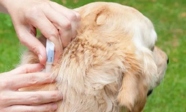 екатеринбург  дог сити