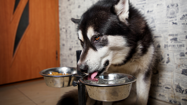 екатеринбург хаски