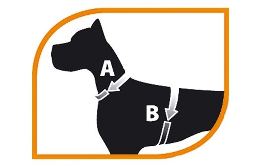 собака с поводком