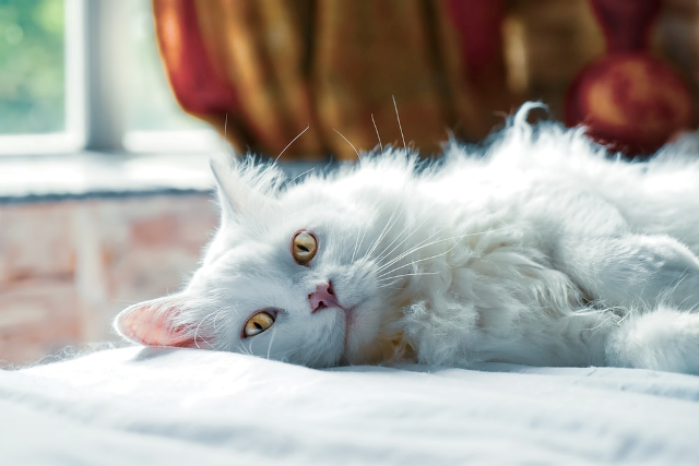 кот