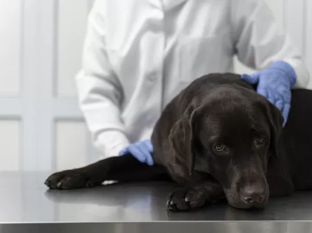 Ветаптека скидки до 52%