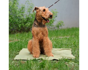 Охлаждающий коврик для собак Osso Fashion