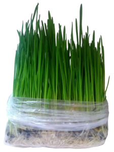 Травка для кошек пророщенная