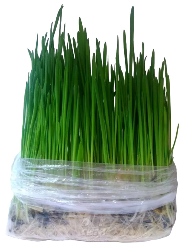 Травка для кошек пророщенная